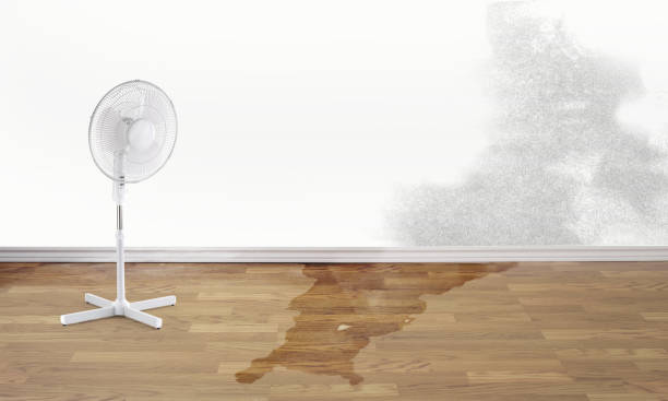 Best Flood damage cleanup  in Unicoi, TN