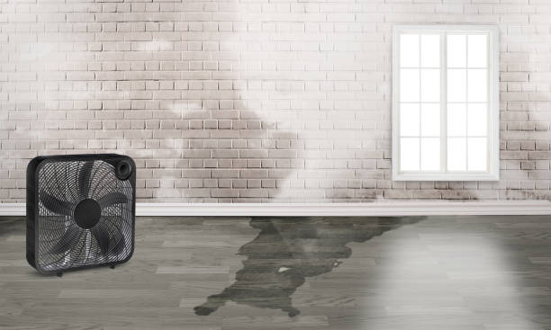 Best Ceiling water damage repair  in Unicoi, TN
