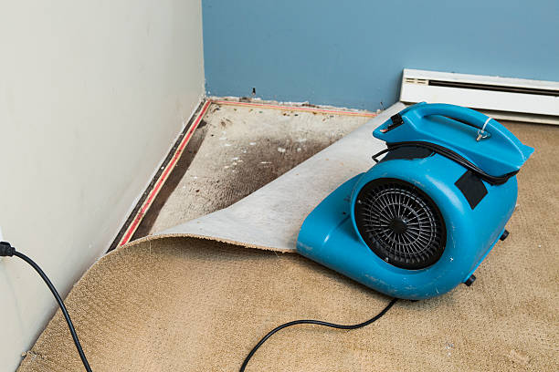 Best Basement water damage restoration  in Unicoi, TN